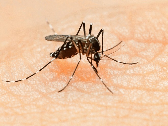Bệnh do vi-rút Zika