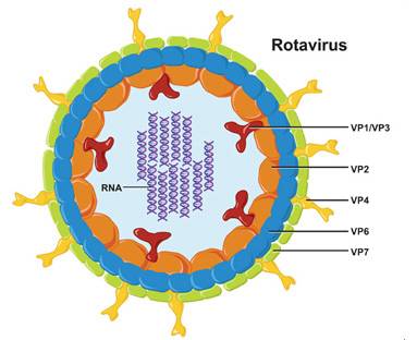 Tiêu chảy do virus Rota
