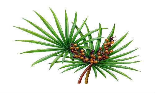 Cọ lùn giúp giảm tình trạng tắc niệu đạo