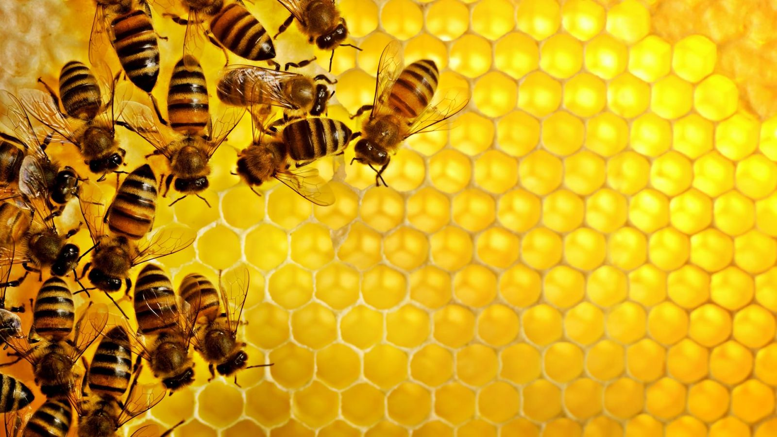 Mật ong là chất sát khuẩn tự nhiên an toàn cho bé